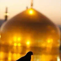 تورمشهد۷روزه ویژه ولادت امام رضا