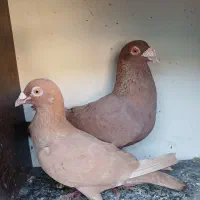 سرخ و زرد خارجی