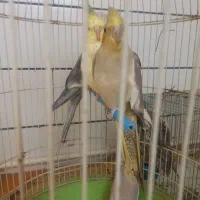 عروس هلندی