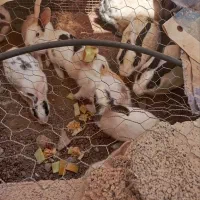 ۱۵ عدد خرگوش خانگی