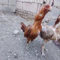 مرغ لاری هندی