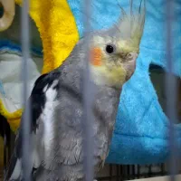 عروس هلندی صوت میزنه نر