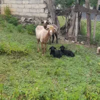 گوسفند بره  دوقلو نر  ماده