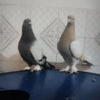 کبوتر ترکیه ایناق وتزمین|پرنده|گرمی, |دیوار