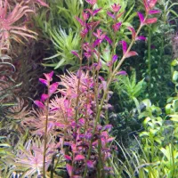 گیاه آکواریوم و پلنت|ماهی|تهران, میدان ولیعصر|دیوار