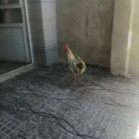 خروس گلین