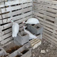 مرغ شاخدار|حیوانات مزرعه|کشکوئیه, |دیوار