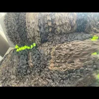 خریدار اصلی مو بدون واسطه درتمام نقاط کشور