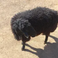 قوچ دودندان|حیوانات مزرعه|عطاملک, |دیوار