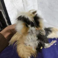 خوکچه هندی|موش و خرگوش|تهران, شهرک طالقانی|دیوار