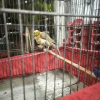 قناری فری|پرنده|کهریزک, |دیوار