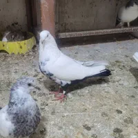 کبوترکفتر