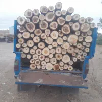 خرید چوب ،شما خشک و استاده ،به قیمت نقد،،