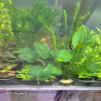 گیاه آبزی و پلنت|ماهی|اردبیل, |دیوار