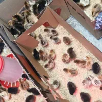 جوجه محلی پنج روزه 45تومان|حیوانات مزرعه|دهدشت, |دیوار