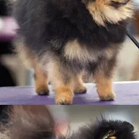 سگ پامرین تک رنگ معاوضه