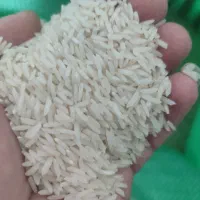 فروش برنج کاشت دوم