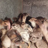 ۱۷عدد جوجه کاکلی وگردن لختی ومحلی|حیوانات مزرعه|لنگرود, |دیوار