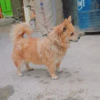 سگ پاکوتاه ماده