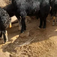 بره قره قزیل