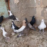 ۱۰تا کفتر بهبانی دورگ