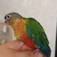 طوطی|پرنده|کرج, کیانمهر|دیوار