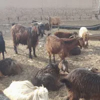 فروش بز آبستن|حیوانات مزرعه|شاهرود, |دیوار