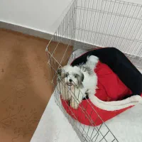 سگ آپارتمانی ۳ماهه سایز ریز|سگ|گرگان, |دیوار