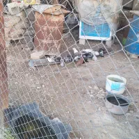 فروش فوری 15تا کبوتر