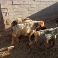 بره نر و ماده شیشک|حیوانات مزرعه|درودزن, |دیوار