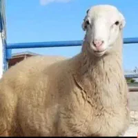 بره  زنده|حیوانات مزرعه|تهران, سید خندان (جلفا)|دیوار