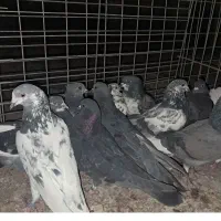 کبوتر پرشی