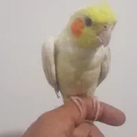 عروس هلندی لوتینو دستی