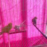 مرغ عشق|پرنده|چناران, |دیوار