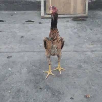 لاری اوشامو|حیوانات مزرعه|قزوین, |دیوار