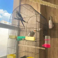 عروس هلندی نر به قیمت مناسب