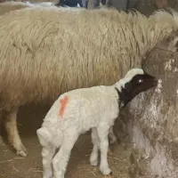 سه راس گوسفند با بره|حیوانات مزرعه|گهواره, |دیوار