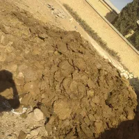 گودگوسفندی