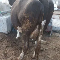 گاوسمینتال شکم سوم ۲۰ روزمانده ب زایمان|حیوانات مزرعه|ارومیه, |دیوار