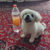 سگ مینیاتورسایز1