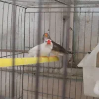 فنج نرو ماده