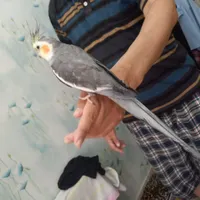 عروس هلندی سخنگو