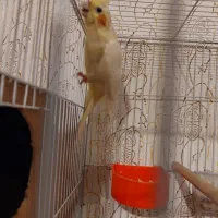 عروس لوتینو زعفرونی با چهار تا جوجه