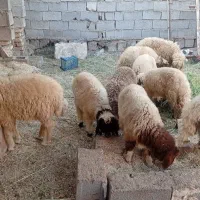 گوسفند بره
