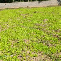 فروش نهال کاهو برای نشا