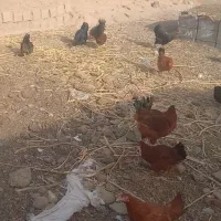 فروش مرغ و خروس|حیوانات مزرعه|سلامی, |دیوار