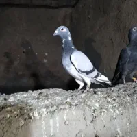 کبوتر مسافتی