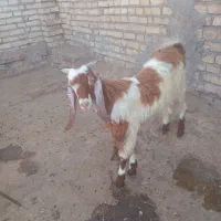 بزنیدی