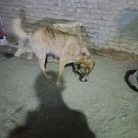 نر خراسانی گله ای آدمی شدید پر غرور