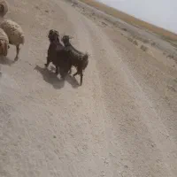 بز چپش فروشی